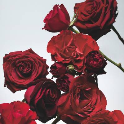 Jo Malone London Red Roses Cologne 100ml | SEPHORA UK Jo Malone London Red Roses Cologne 100ml | SEPHORA UK